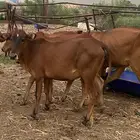 خبيش عشر دفع بقر جبليه
