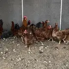 للبيع دجاج فرنسي