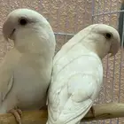 جوز روز البينو منتج
