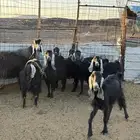 معزا عوارض العدد 8 مع الفحل العمر سدس