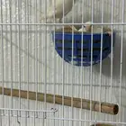 جوز كناري ابيض سوري منتج