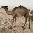 بكره حقه بريه ونظيفه ع الشرط