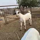 للبيع مشروع فحل بيشي