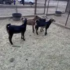 عدد4 عنقان