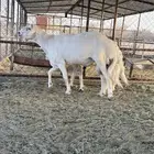 فحل صنف الصنف
