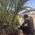 نخل مثمر مع التوصيل والغرس