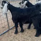 معزا عوارض صنف جفار(تم البيع)