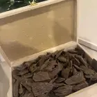 عود كلمنتان المحسن ( عرض الشتاء )