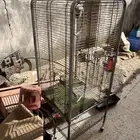 شبوك حمام ودجاج و ببغاء