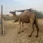 ملاقي للبيع