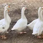 وزبادي وبط بلدي