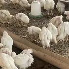 دجاج لاحم