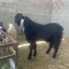 سوق المواشي الاحساء