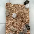 للبيع هامستر ونتر وايت (الدبدوب)