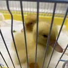 صيصان للبيع الواحد 30 معى القفص ب 20 يعني معا الأكل