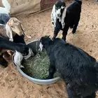 غنم تيوس وجفار للبيع العدد 11الموقع الخرج