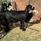 خروف نجدي