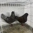 زوج كنج