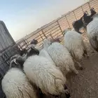 خرفان نعيم فاخره طرف مجس
