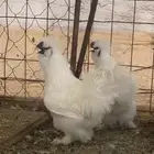 ديك قطني