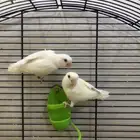 للبيع طيور روز