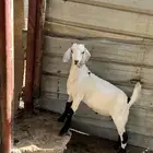 تيوس مقفله