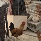 ديك براهما