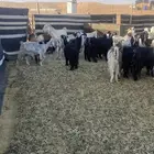 للبيع معزاء مشاريك وعوارض