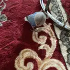 للبيع طير روز اللون ازرق صغير نهاية فطام