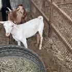 تيسين عماني أبيض وجيشي بعمر 6 شهور للبيع