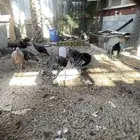 دجاج رومي للبيع العدد 6 وديك