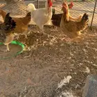 دجاج تركي فاخر