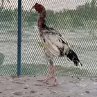 دجاج باكستاني