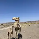 ناقه حراه تحتها بكره