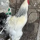 صيصان براهما