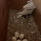 زوج روز البينو منتج
