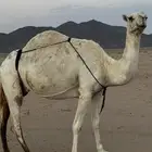 ضرايب ولقحات للبيع