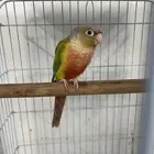 كنيور أناناس انثى