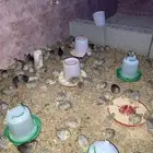 صوص سمان