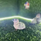 فرخين صن كنيور