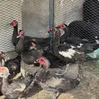 بط مسكوفي