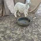 فحل ضان