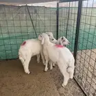 طليان للبيع