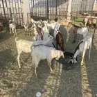 للبيع تيوس