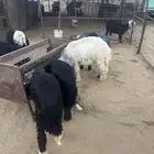 خرفان نجد