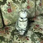 قط ذكر للتبني معا كامل اغراضه بدون مقابل