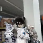 كلب بومرينيان بيور