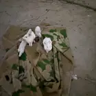 ارانب للبيع
