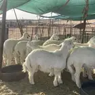 للبيع خرفان حري العدد14الأعمار من 6 شهور وطالع