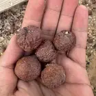 بذور سدر بلدي